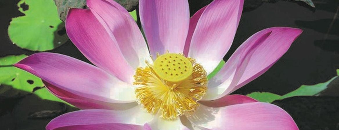 Lotusblüte
